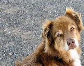 Roman, Wag Brigade member