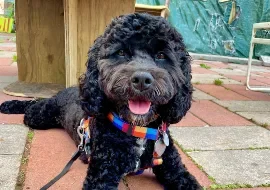 Ziggy, Wag Brigade member