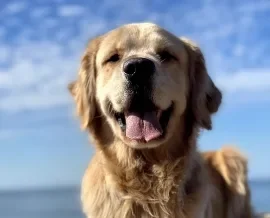 Otis, Wag Brigade member