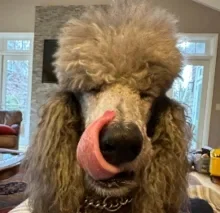 Violet, Wag Brigade member